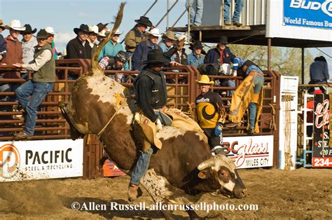 Cowboy Rides Bucking Bull At Miles City Bucking Horse Sale In Montana