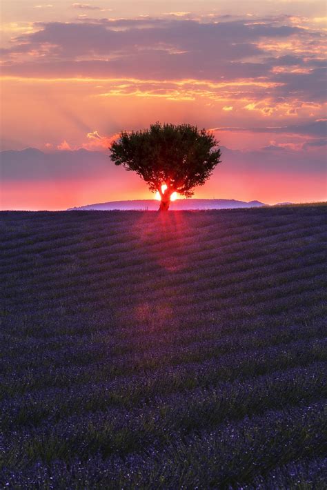 Lavenders Tree Sunset Nature Photography Sunset Beautiful Sunset