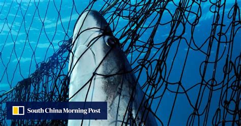 Hong Kong Must Stop Shark Fin Shipments Sneaking In South China