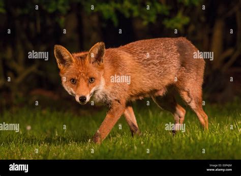 Red Fox Urban Stock Photo Alamy