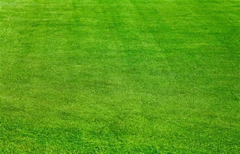 Green Grass 04 Hd Picture Free Stock Photos In Image Format  Size 2912x2912 Format For