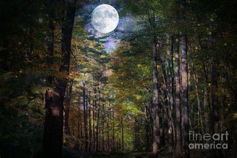 Magical Moonlit Forest Photograph By Judy Palkimas Pixels