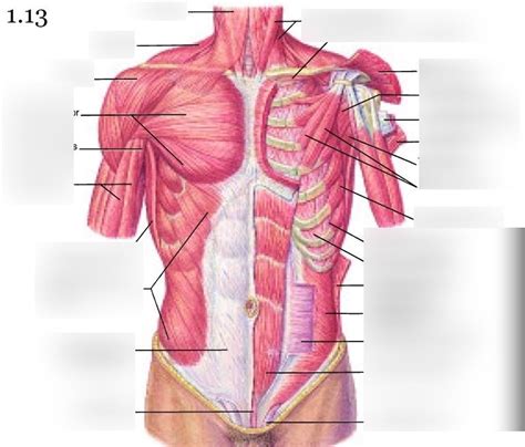Anatomy And Physiology Torso Diagram 1 Diagram Quizlet