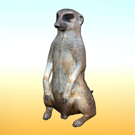 Meerkat 3d Model