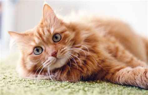 Tabby cat is a browser extension that gives you a new cat with a special name in every new tab. Over 550 Best Names For Orange Cats (Pumpkin, Marmalade ...