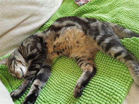Is A Really Round Stomach Normal Ifttt2tyxfoq Cat Cats