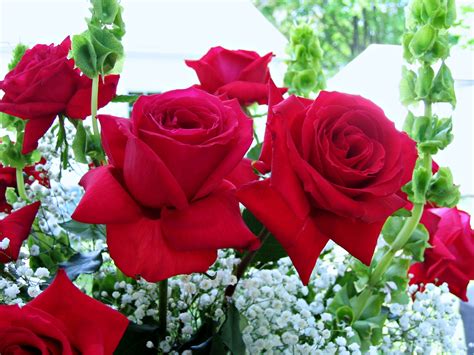 For Emotions Flowers Garden Love Beauty Romance Rose
