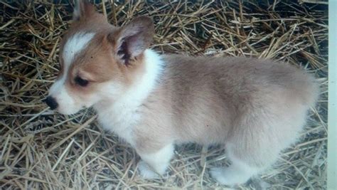 Pembroke Welsh Corgi Puppies For Sale Indianapolis In 123331