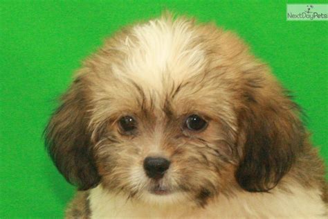 Get a shihtzu for yourself. Shih Tzu puppy for sale near Oklahoma City, Oklahoma. | 93d66351-2f41