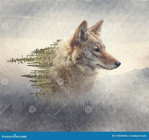 Double Exposure Of Coyote Portrait And Pine Forest Stock Photo Image