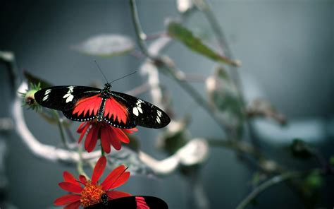 Butterfly Wallpapers Hd Wallpapers Id 10427