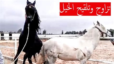 تزاوج الخيل تزاوج الحصان العربي الأدهم والفرس تلقيح الخيل وكيف نعرف أن الفرس حايل أو شايع