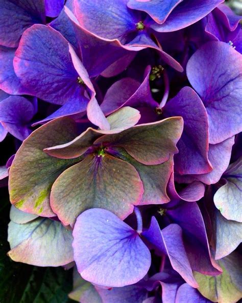 Pin By Lola K Deaton On Plum Pretty Purples Flowers Photography