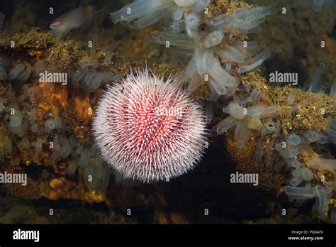 Edible Sea Urchin Hi Res Stock Photography And Images Alamy