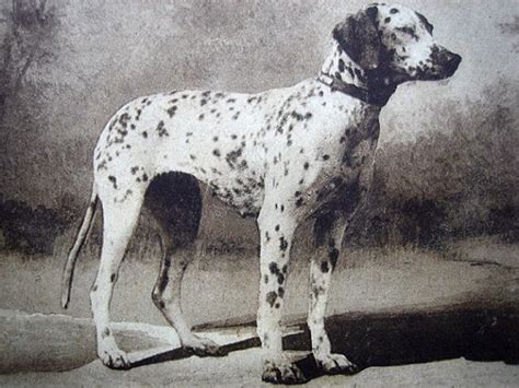 Antique Dog Postcard Dalmatian Dog 1900 1910 Etsy