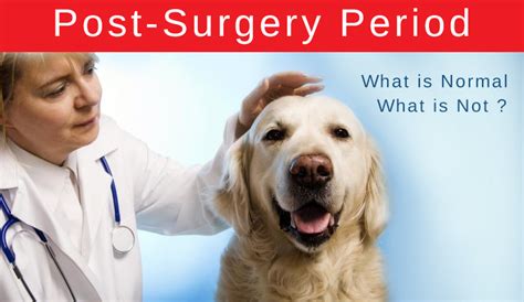 Caring For Your Pet After Surgery
