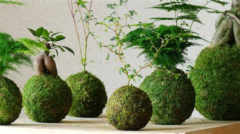 Kokedama giapponese piante sottobosco (disp. L'arte giapponese dei kokedama | Wall Street International ...