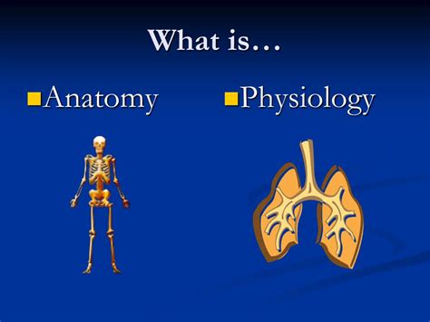 Ppt Introduction To Anatomy And Physiology Powerpoint Presentation Id