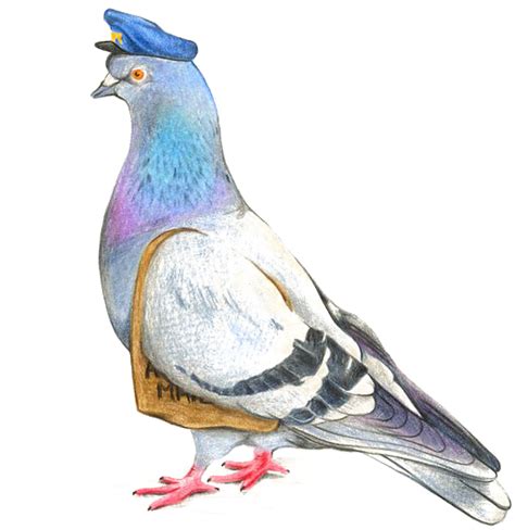 Download Free Columbidae Pigeon Photos Free Download Png Hq Icon