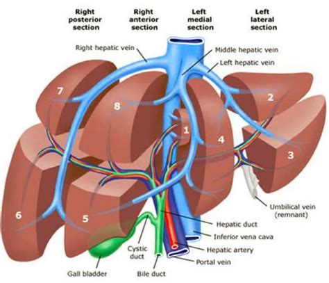 Liver Pain Where Is The Liver Location Anatomy Function Enlarged