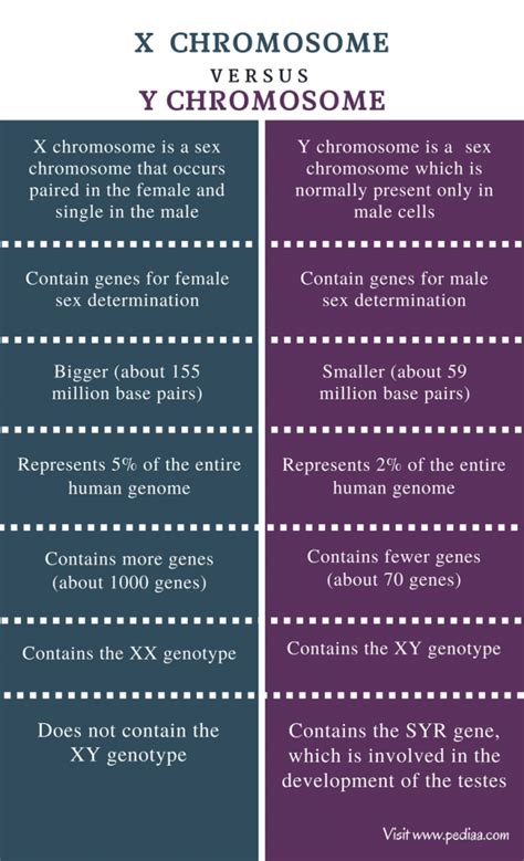 Women have two of these, so it is statistically less likely that a woman would express this recessive trait and much more likely that it would be masked by a dominate x chromosome. Difference Between X and Y Chromosome | Definition, Features, Function, Comparison