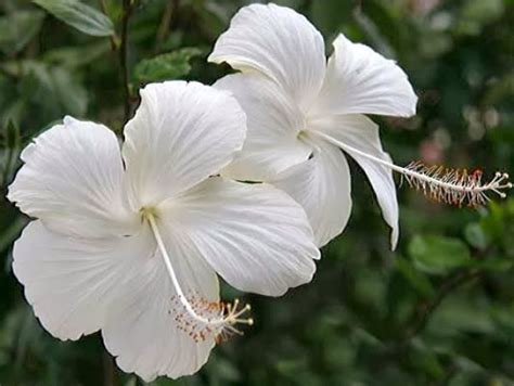Hibiscus plant, as a whole, has got many health benefits as it is very useful to hair, skin and blood pressure. White Hibiscus Flowers Wallpapers | Beautiful Flowers ...