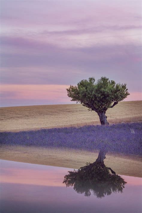 Photographing The Lavender Fields Of Valensole France