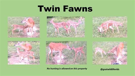 Fawn Twins Youtube