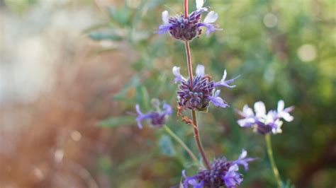 12 Great Drought Tolerant Plants Sunset Magazine