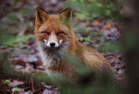 Smiling Fox Photograph By Nisse Rantala