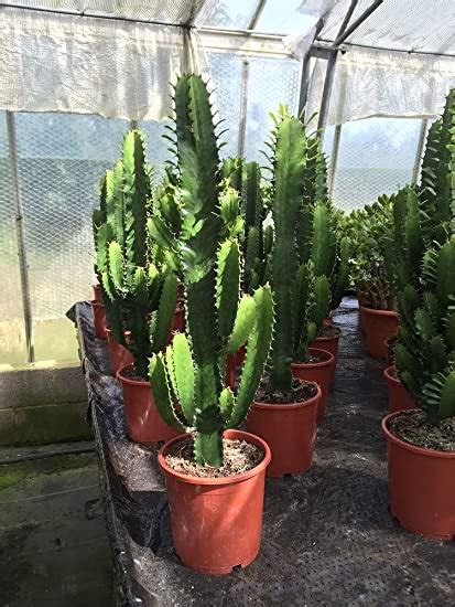 Euphorbia Acruensis Cactus Plant In A 17cm Pot Approx 70cm Tall