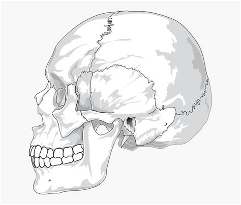 Human Skull Side View Drawing Dreamstime Skull Side Drawing Pencil