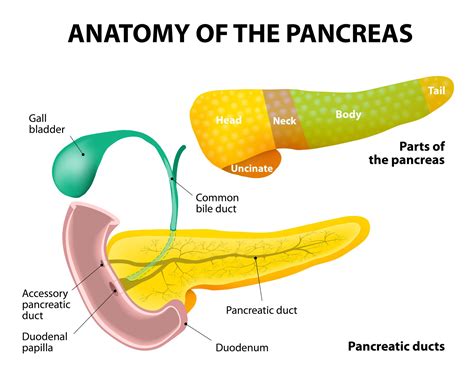 Anatomy Of The Pancreas Ppt Diagram Pancreas Diagram Ppt Porn Sex Picture