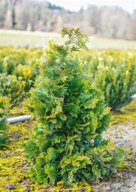 Compact Hinoki Cypress Chamaecyparis Obtusa Plants4Home