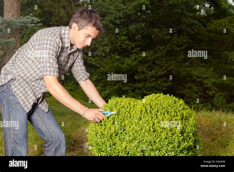 Man Cutting And Trimming Hedges Stock Photo Alamy