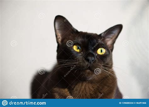 Now there are ten colors of burmese cats recognized in europe: Close-up Portrait Of Brown Burmese Cat With Chocolate Fur ...