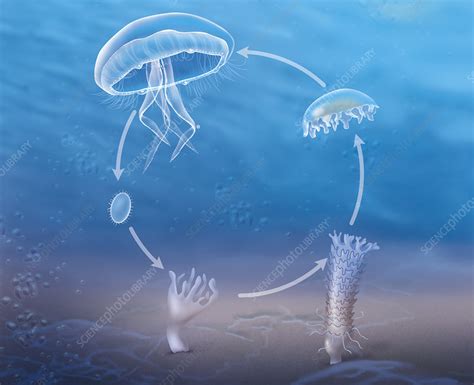 It is easily available, just by searching bicycle rent online. Life cycle of the jellyfish illustration - Stock Image ...