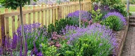 Lavender Tips For Success 🪴 The Gardeners Center Darien Ct