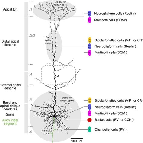 Multi Dimensional Features Of Different Gabaergic Interneuron Types