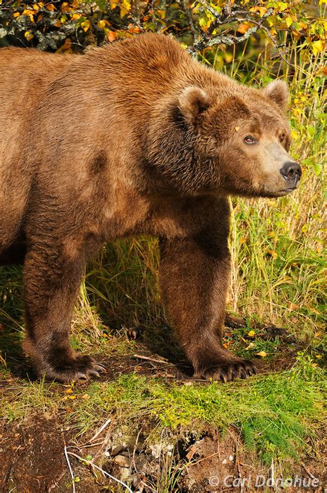 Coastal Brown Bear Male Katmai Alaska Alaska Carl Donohue Photography