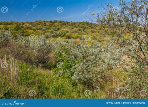 Ukrainian Steppe In The Spring Stock Image Image Of Terrain Acacia