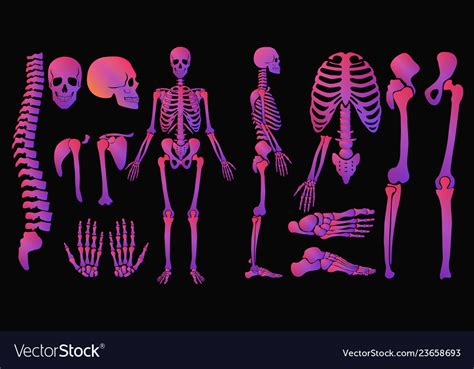 Human Bones Bright Colors Neon Style Skeleton Set Vector Image