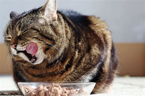 Remember, each cat is different and may need different food or diet requirements, so you should contact your veterinarian before changing their diet. Best Cheap Cat Food Buying Guide | Cheapism.com