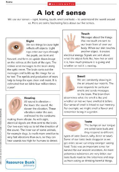 The Five Senses Fact Sheet Primary Ks2 Teaching Resource Scholastic