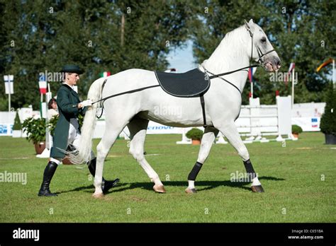 Demonstration Of Classical Dressage Of Lipizzan Stallion During Grand