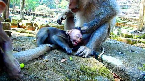 Note Luki Doing Cruelty On Baby Monkey Fight Baby Hardly Just Need