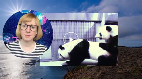 I Watched These Pandas Have Sex Ive Never Been So Happy The New