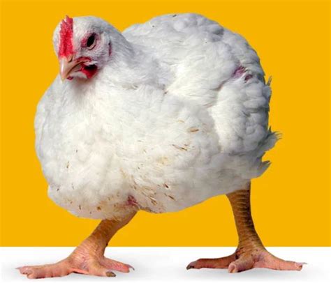 Yang penting bobot ayam broiler menjadi lebih tinggi. 62+ Spanduk Jual Ayam Potong