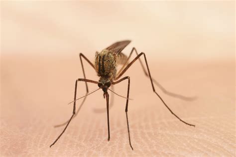 Gene Tech Helping Breed Malaria Free Mosquitoes Cbs News