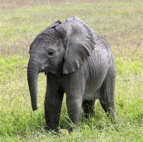 baby elephant | Elephant pictures, Funny elephant, Elephant